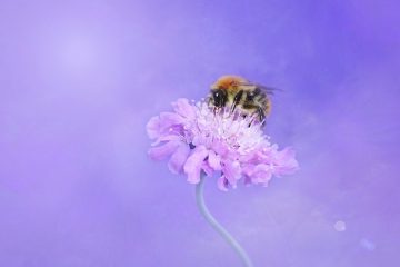 Comment faire du Fondant pour les abeilles