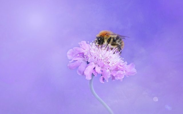 Comment faire du Fondant pour les abeilles