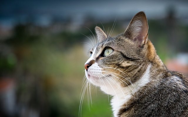 Comment garder la fourrure d'un chat en blanc