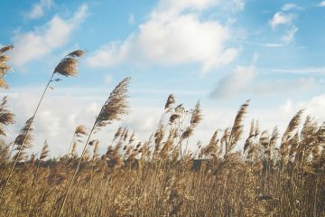 Comment lutter contre l'herbe de carex