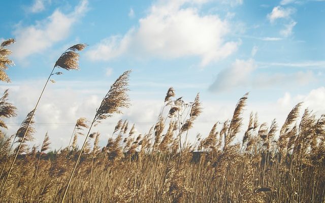 Comment lutter contre l'herbe de carex