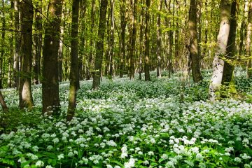 Comment planter des bulbes d'Allium