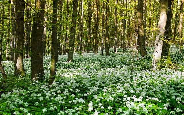 Comment planter des bulbes d'Allium