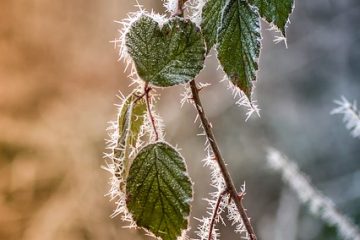 Comment prévenir l'accumulation de glace dans les congélateurs verticaux