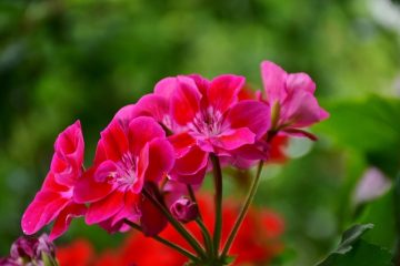 Comment protéger les terrasses contre les jardinières