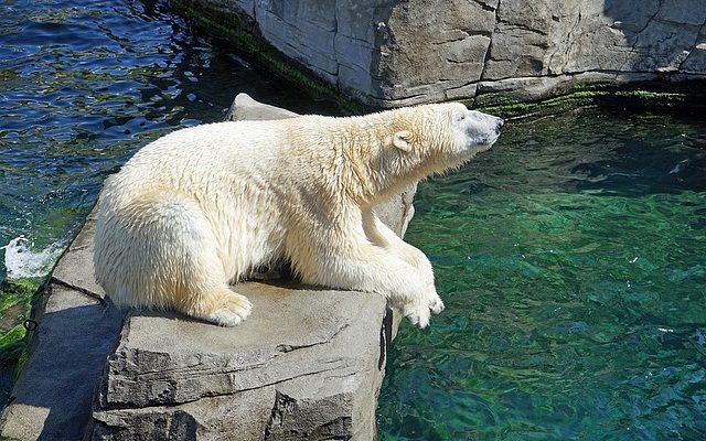 Comment réinitialiser un Polar F11