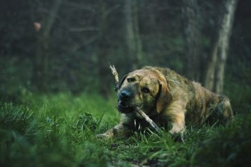 Comment réparer l'herbe jaune