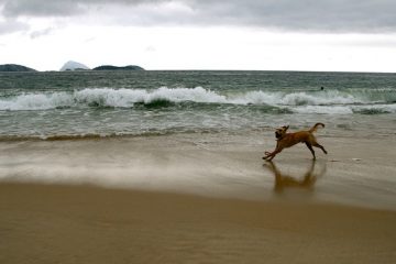 Comment traiter les points chauds d'un chien