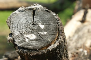 Comment tuer les racines de bouleau argenté d'arbre d'argent d'arbre de bouleau