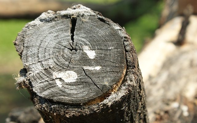 Comment tuer les racines de bouleau argenté d'arbre d'argent d'arbre de bouleau