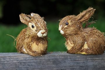 Des fleurs que les lapins n'aiment pas manger.