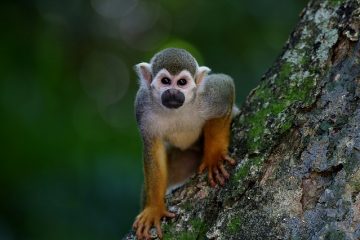 Des habitats faciles à aménager pour les projets scolaires