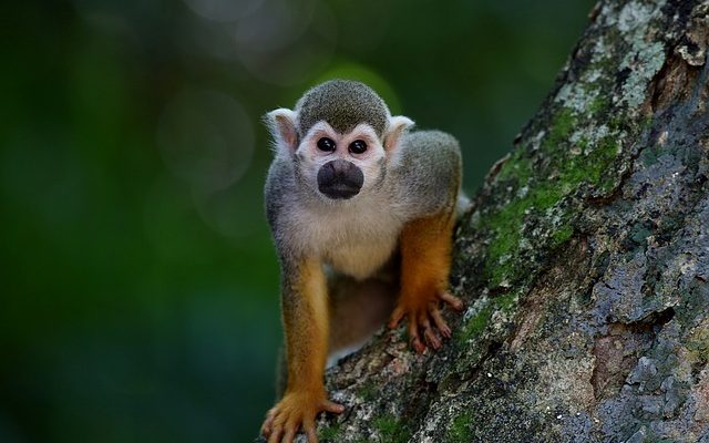 Des habitats faciles à aménager pour les projets scolaires