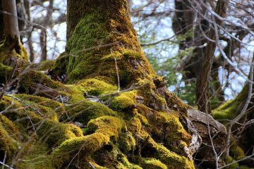 Entretien d'un arbre d'ambre liquide