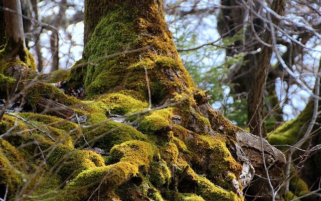 Entretien d'un arbre d'ambre liquide