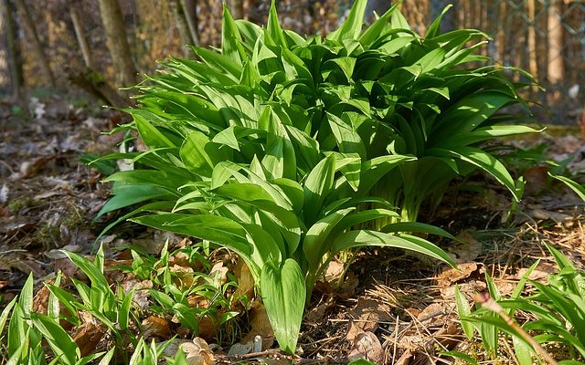 Guide de terrain sur les plantes sauvages comestibles