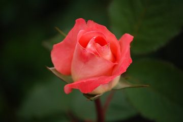 Hybrid Tea ou Floribunda Roses