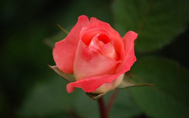 Hybrid Tea ou Floribunda Roses