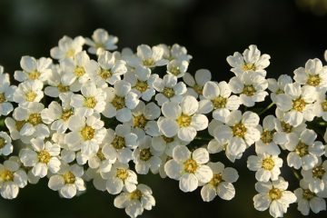 La définition de la nécrose chez les plantes