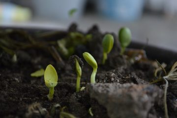 La différence entre le sol et le compost