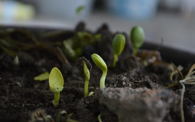 La différence entre le sol et le compost