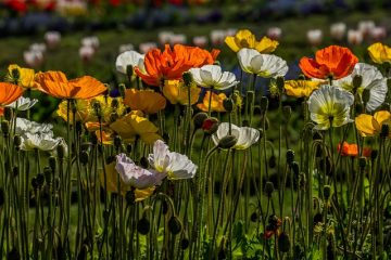 La verdure utilisée dans les compositions florales coupées