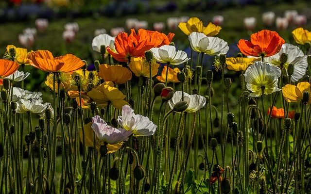 La verdure utilisée dans les compositions florales coupées