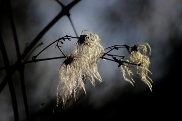 Le cycle de vie des plantes pour les enfants