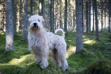 Les pires chiens pour les personnes souffrant d'allergies