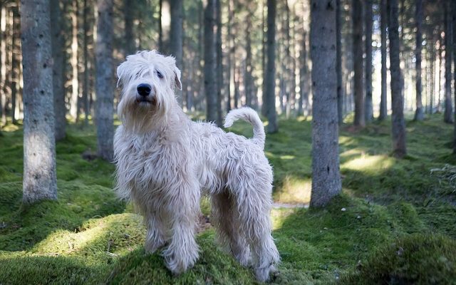 Les pires chiens pour les personnes souffrant d'allergies