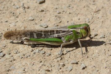 Les sauterelles dans les forêts pluviales