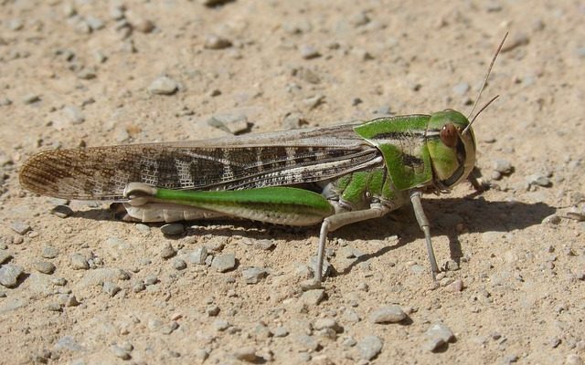 Les sauterelles dans les forêts pluviales