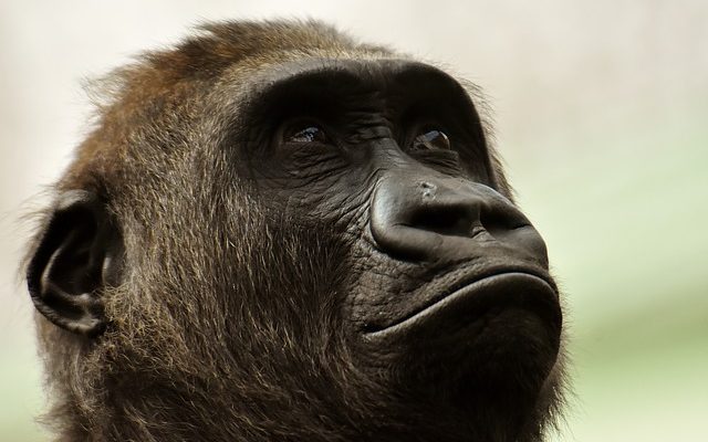 Nourriture pour les gorilles dans les zoos