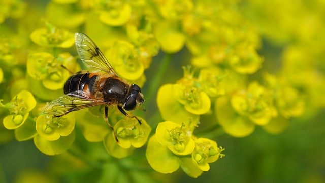 Organismes nuisibles des jardins noirs et orangés