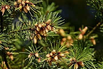 Parasites ou insectes qui infestent les conifères.