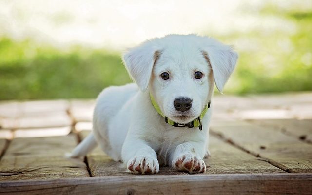 Puis-je apaiser les mamelons de mon chien d'allaitement ?