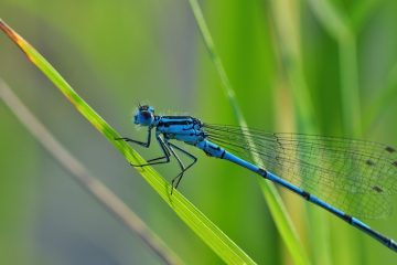 Quels insectes et insectes vivent autour de l'eau de l'étang ?