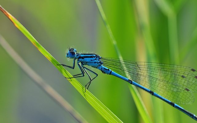 Quels insectes et insectes vivent autour de l'eau de l'étang ?