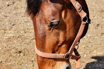 Quels sont les traitements pour l'eczéma de l'oreille ?