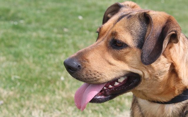 Signes et symptômes de la salmonelle chez le chien