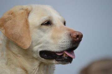 Signes qui indiquent quand il est temps de mettre votre chien à terre.