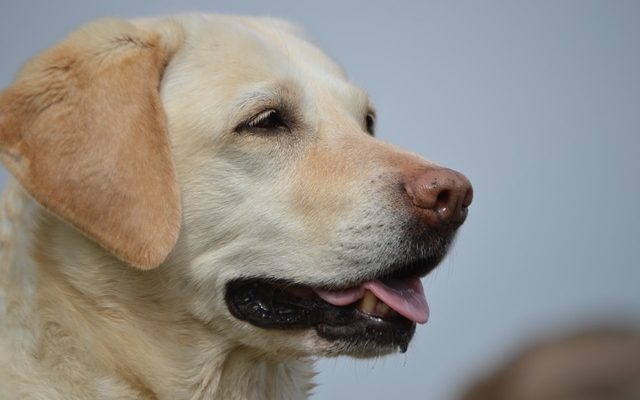 Signes qui indiquent quand il est temps de mettre votre chien à terre.