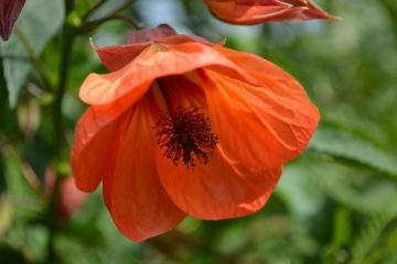 Soin des plantes d'abutilon