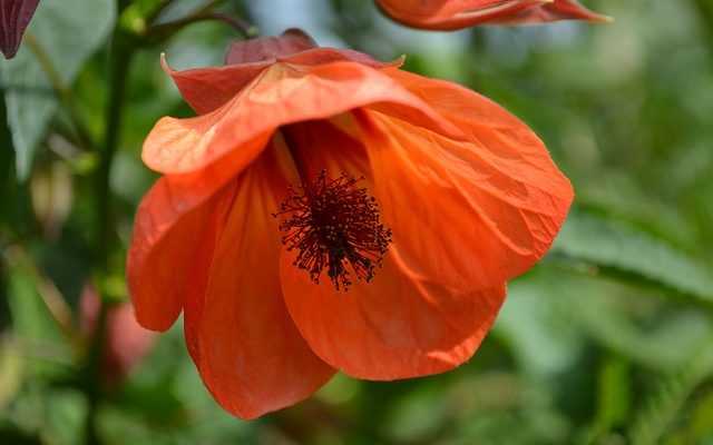 Soin des plantes d'abutilon