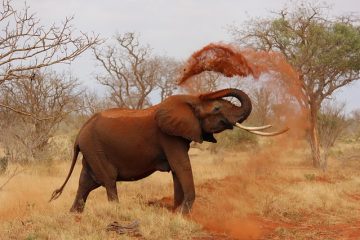 Types de vacances au Kenya