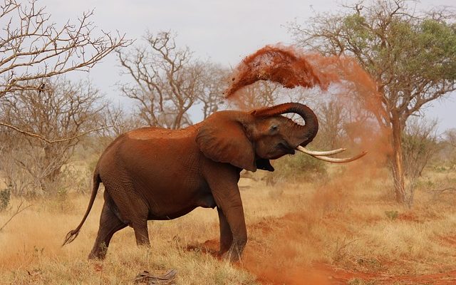 Types de vacances au Kenya