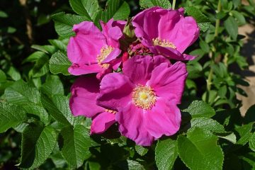 Variétés Rosa Rugosa