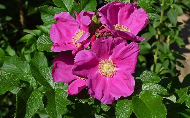 Variétés Rosa Rugosa