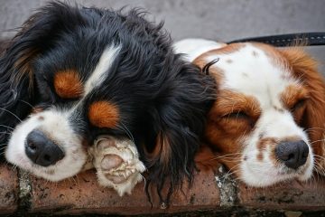 Cavaliers dans la guerre civile anglaise