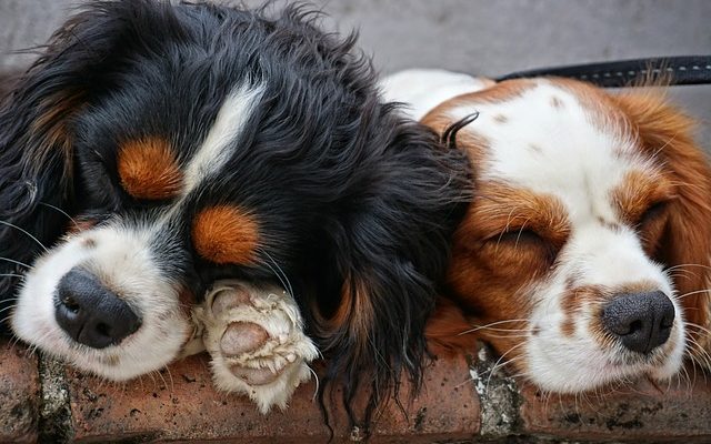 Cavaliers dans la guerre civile anglaise